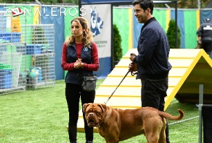 Ver Socios y Sabuesos temporada 1 episodio 1