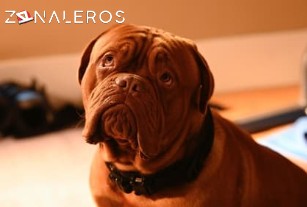 Ver Socios y Sabuesos temporada 1 episodio 2