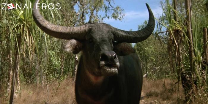 bajar Cocodrilo Dundee