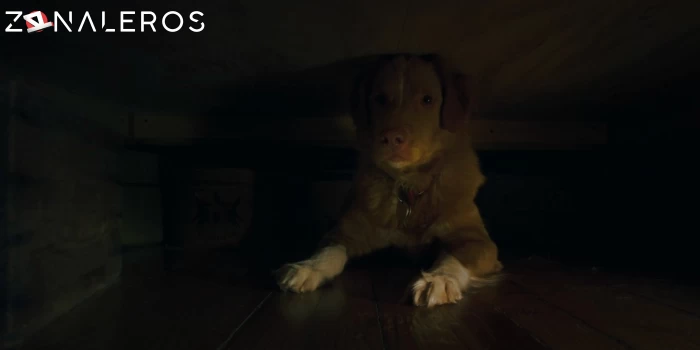 bajar Good Boy: Confía en su instinto