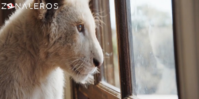 bajar Mi mascota es un león