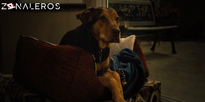 descargar Mis huellas a casa