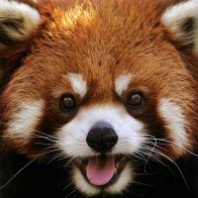 RedPanda